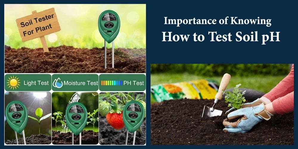 Importance Of Knowing How To Test Soil PH