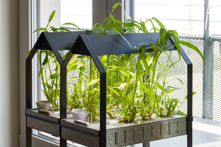 Hydroponic Indoor Grow Box – Hydrofarm Kit