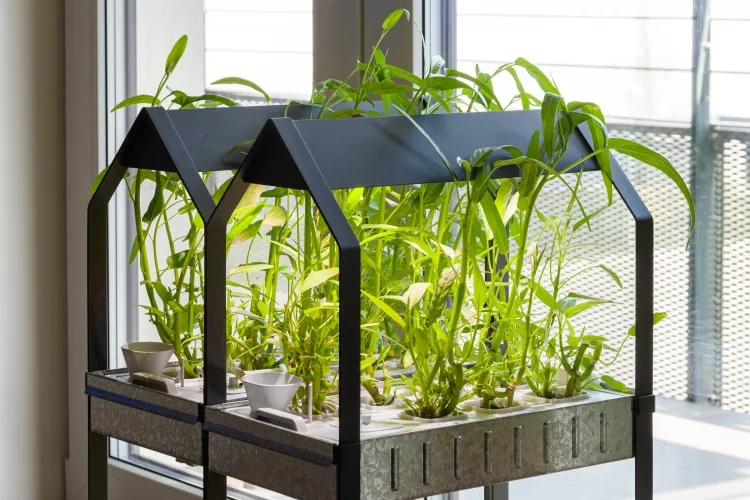 What is Passive Hydroponics?