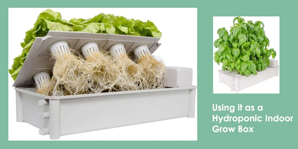 Using A Hydroponic Indoor Grow Box