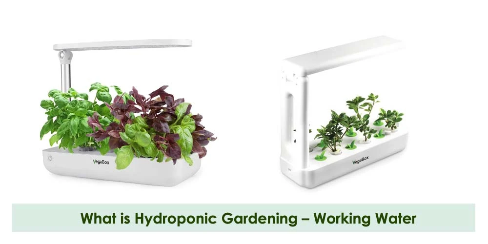 Hydroponic Gardening