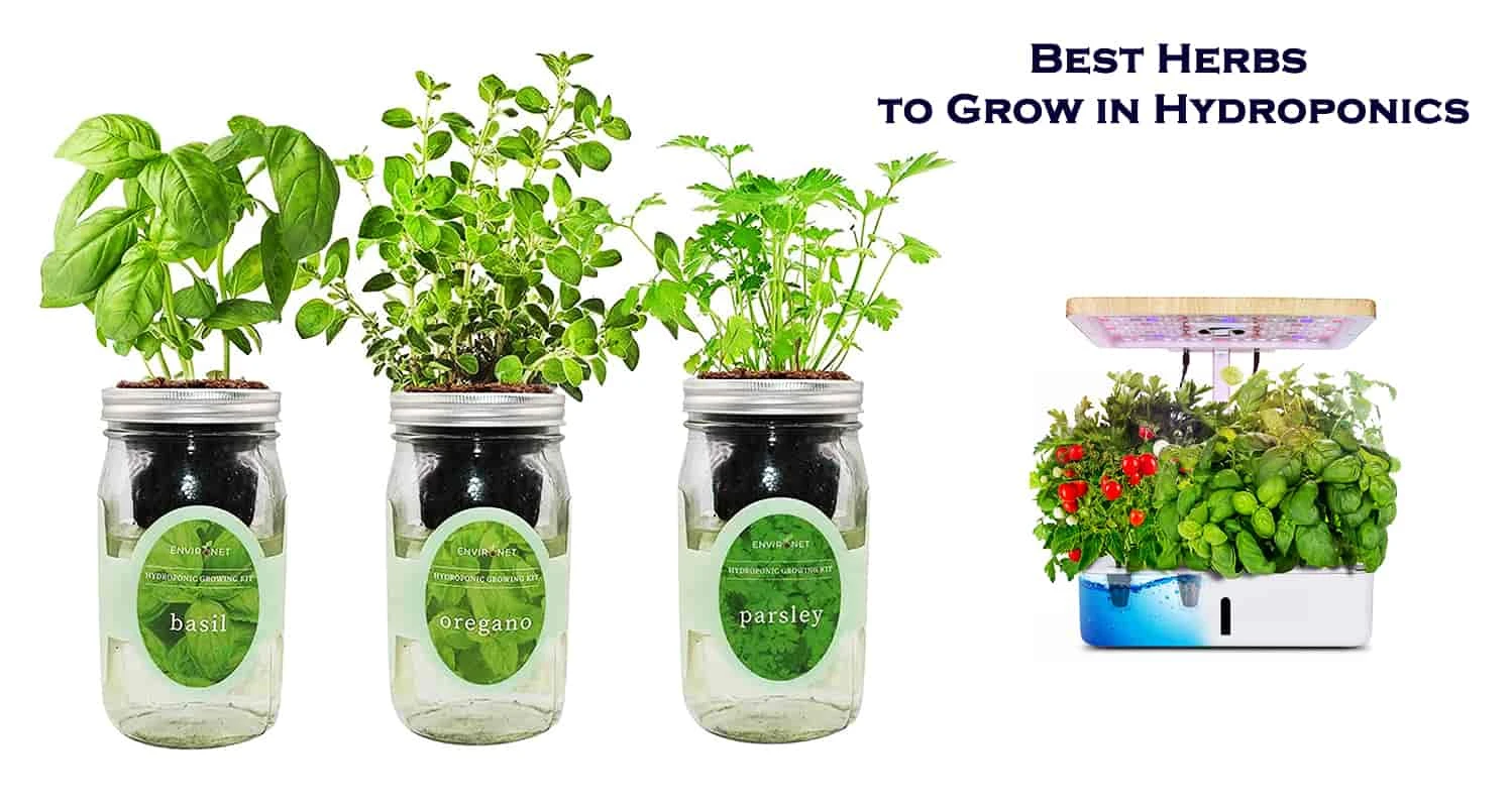 Best Herbs To Grow In Hydroponics