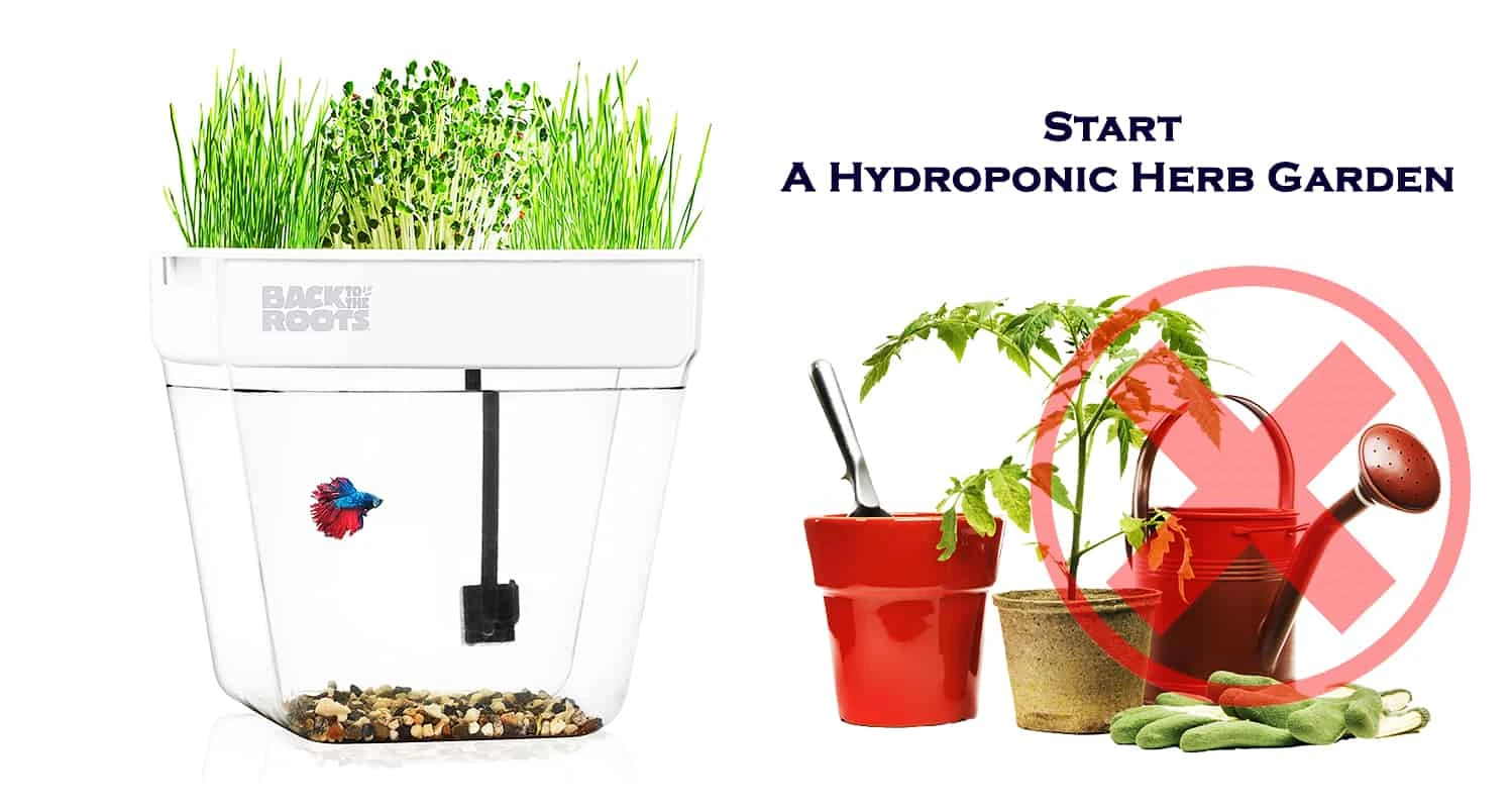 Start A Hydroponic Herb Garden