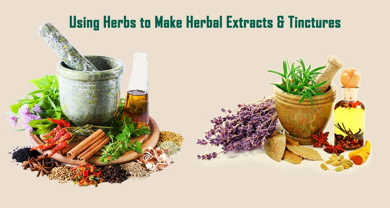 An Introduction to Using Herbs to Make Herbal Extracts & Tinctures