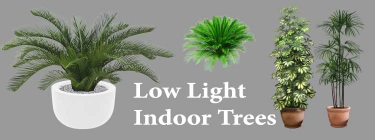 Low Light Indoor Trees and Their Benefits