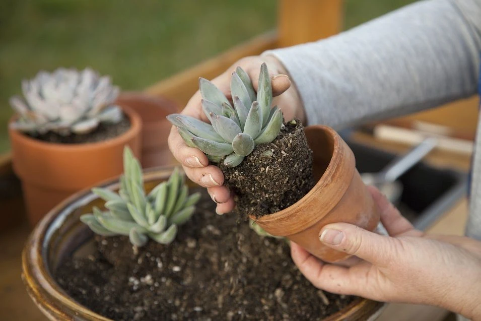 The Basics About the Agave Havardiana