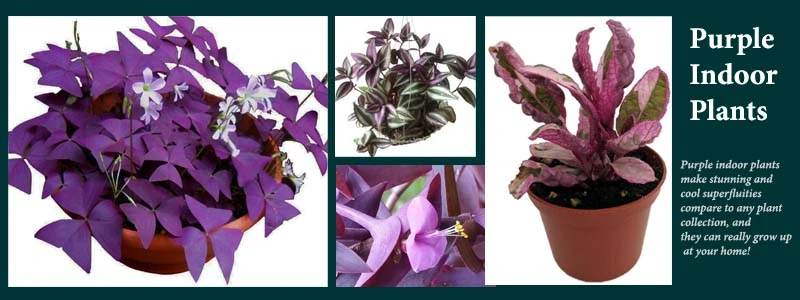 Purple Indoor Plants- Growing Tips & Benefits