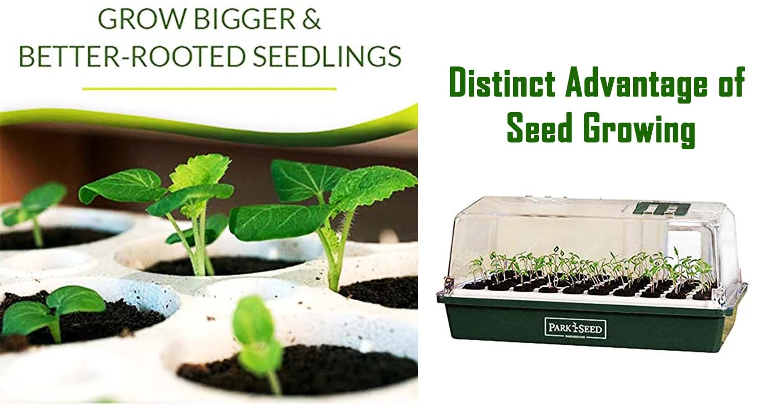 The Distinct Advantage of Seed Growing
