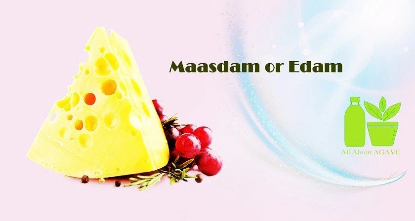 Maasdam Or Edam Cheese