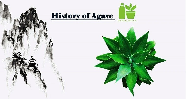 The Ancient History Of Agave