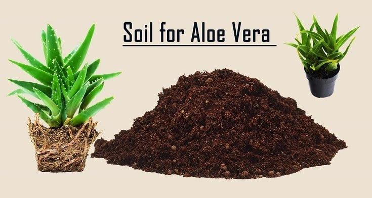 The Best Soil for Aloe Vera: 10 Reviews