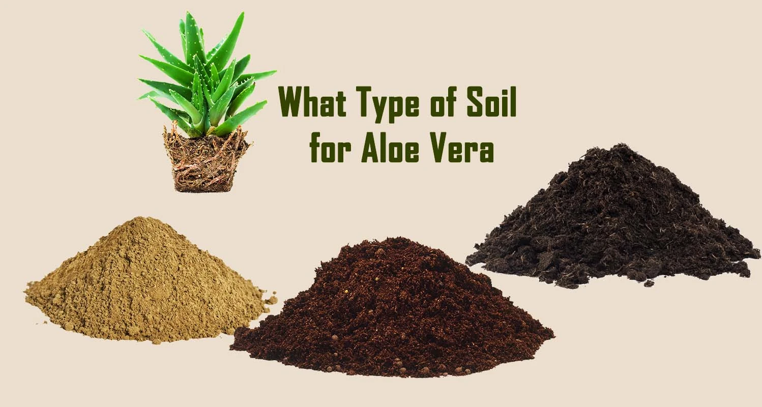 Soil For Aloe Vera