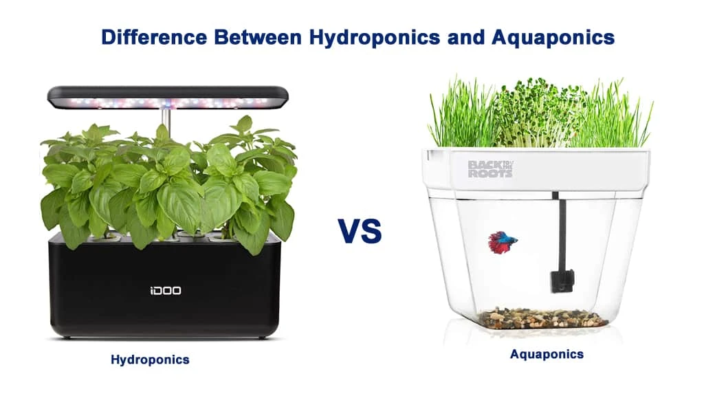 Difference Between Hydroponics and Aquaponics