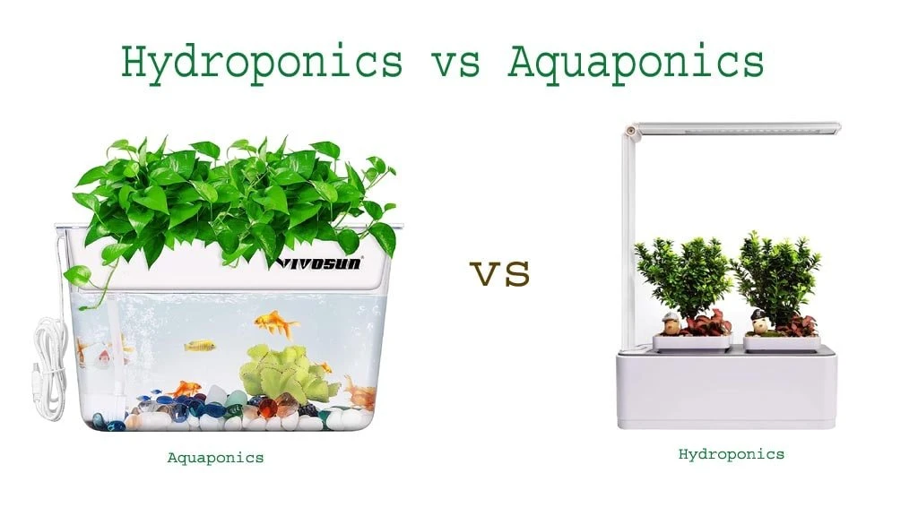 Hydroponics Vs Aquaponics