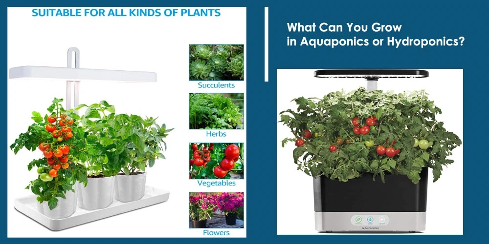Herb To Grow Aquaponics Or Hydroponics