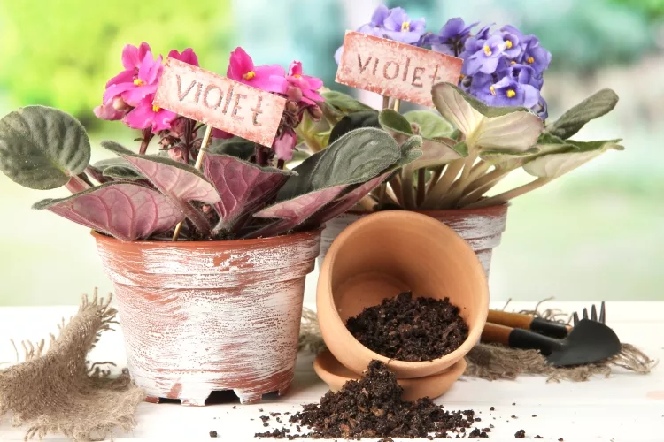 What Kind of soil is best for African Violets?