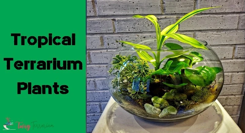 Tropical Terrarium Plants