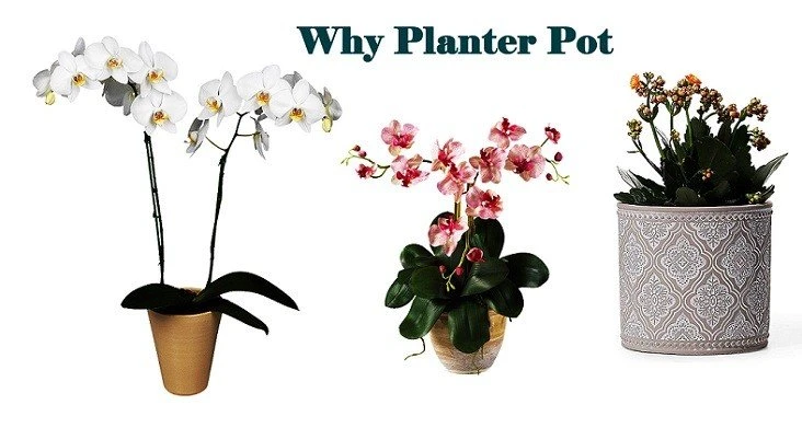 Why Use Planter Pot