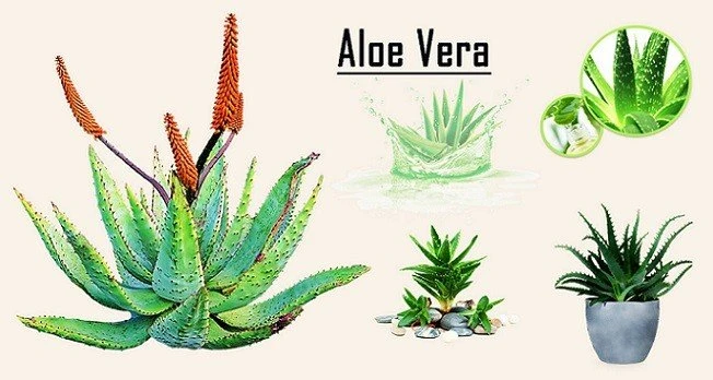 What Is Aloe Vera