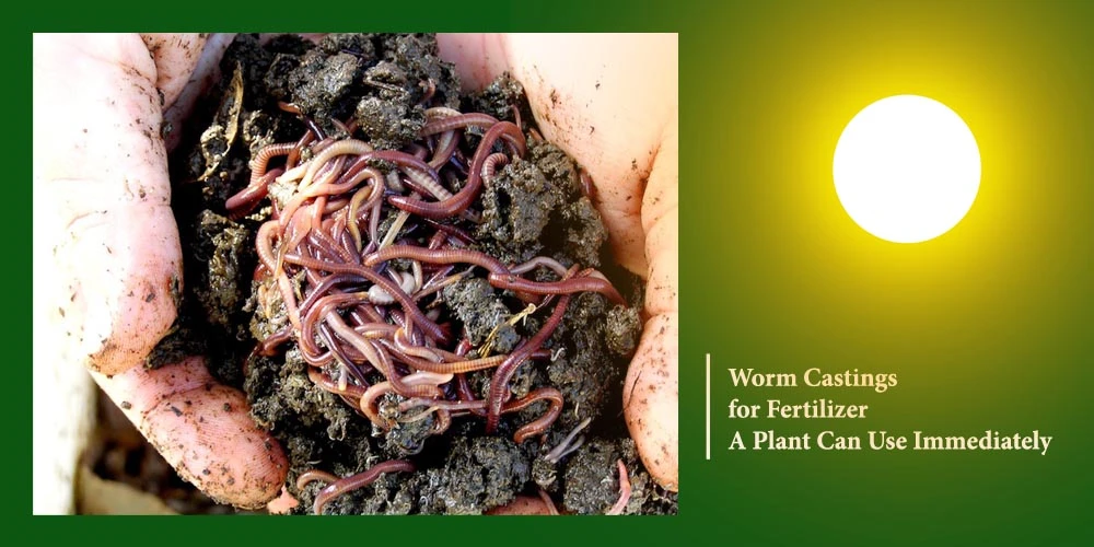 Worm Castings For Fertilizer