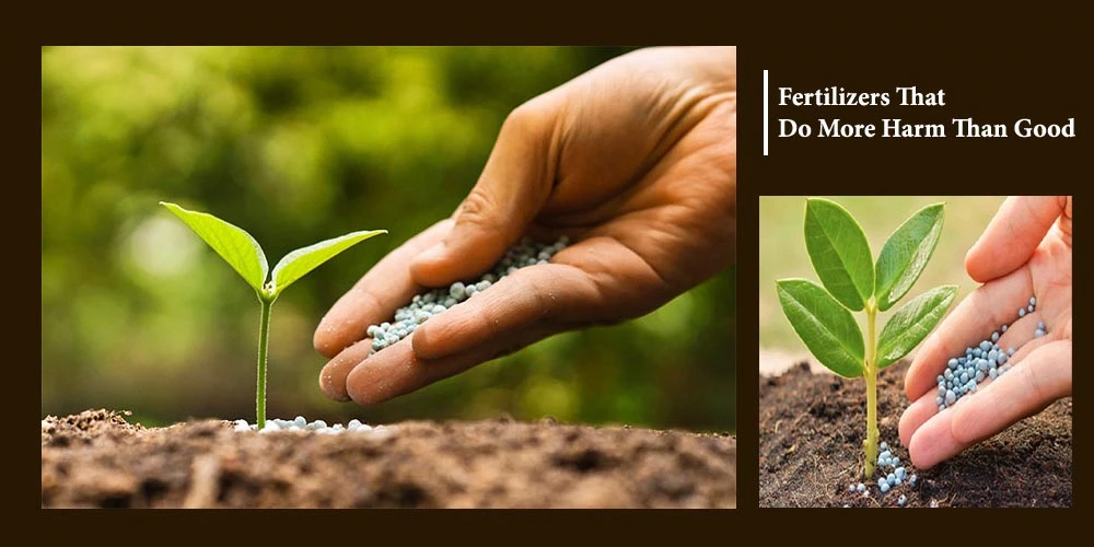 Fertilizer Harms The Plant