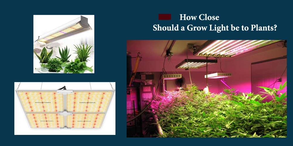 How Close Should A Grow Light Be To Plants