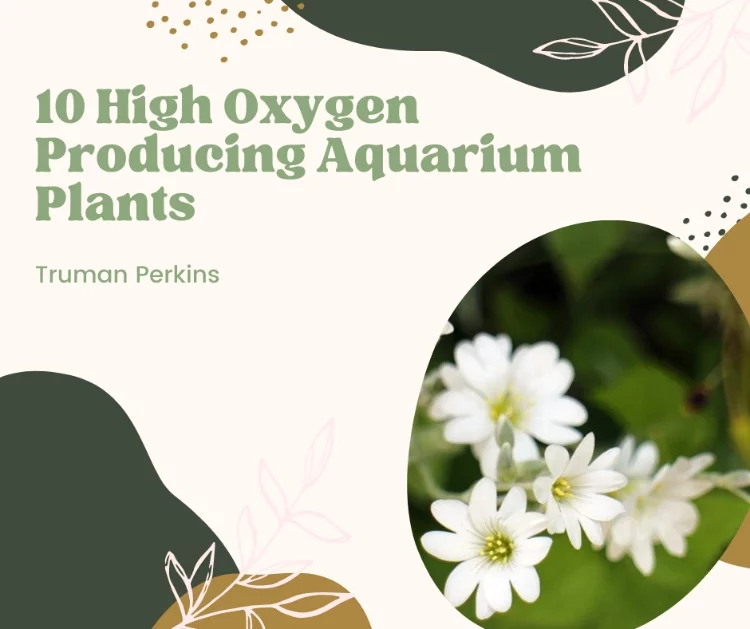 10 High Oxygen Producing Aquarium Plants