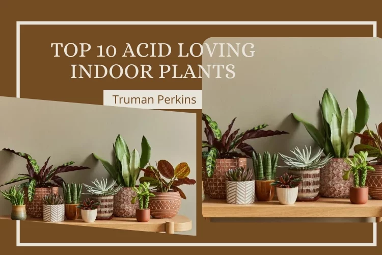 Loving Indoor Plants