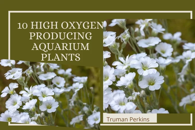 10 High Oxygen Producing Aquarium Plants