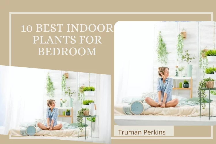 10 Best Indoor Plants for Bedroom