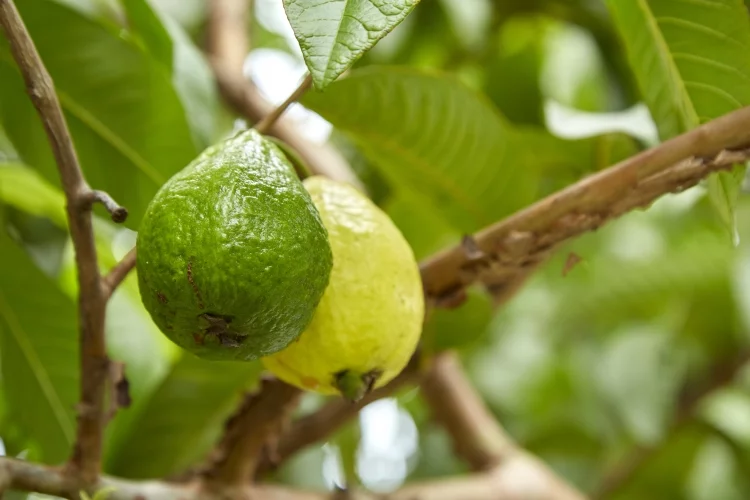 Guava Trees: