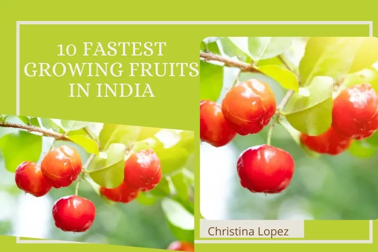10 Fastest Growing Fruits in India