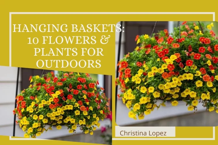 Hanging Baskets: 10 Flowers & Plants For Outdoors (In Full Sun)