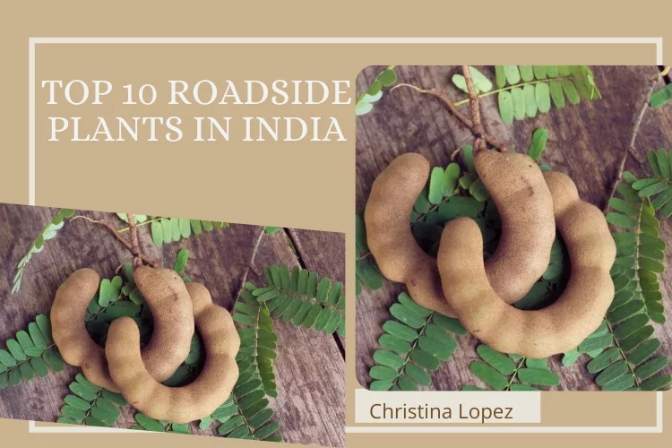 Top 10 Roadside Plants in India