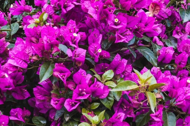 Facts about Bougainvillea