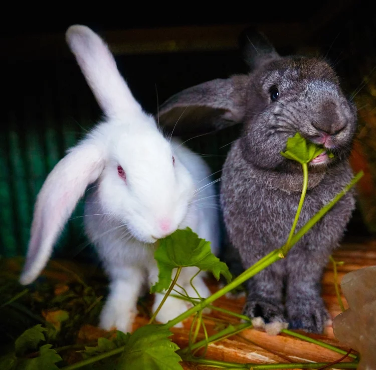 Do coffee grounds keep rabbits away?