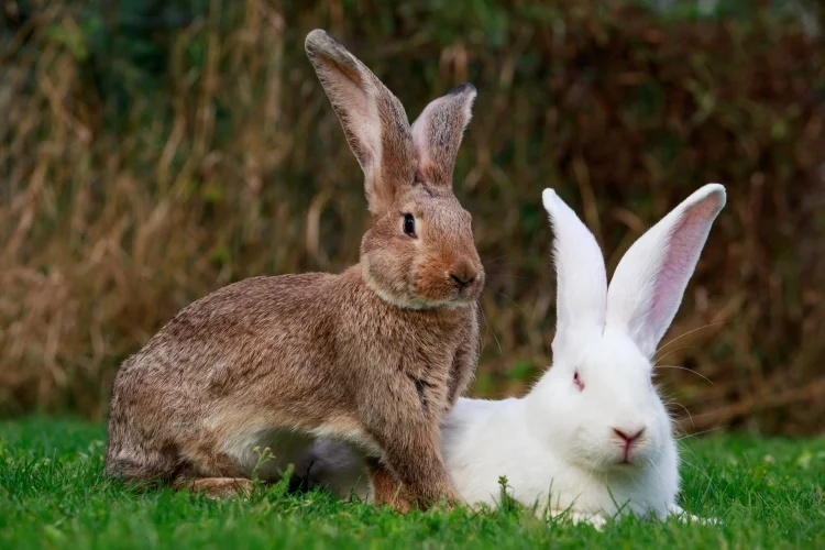 What is the best way to keep rabbits out of your garden?