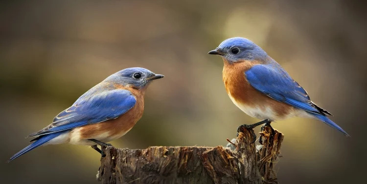 Do garden spinners keep birds away?