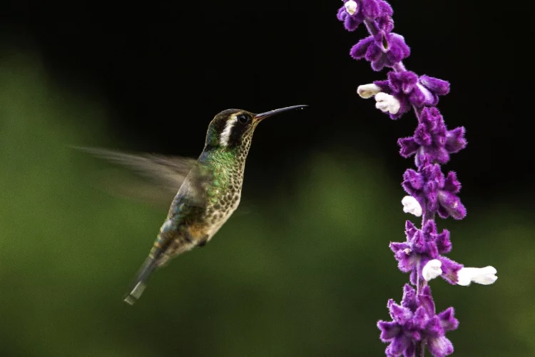 What home remedy keeps birds away?