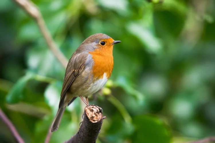 How do I keep birds from eating my plants?