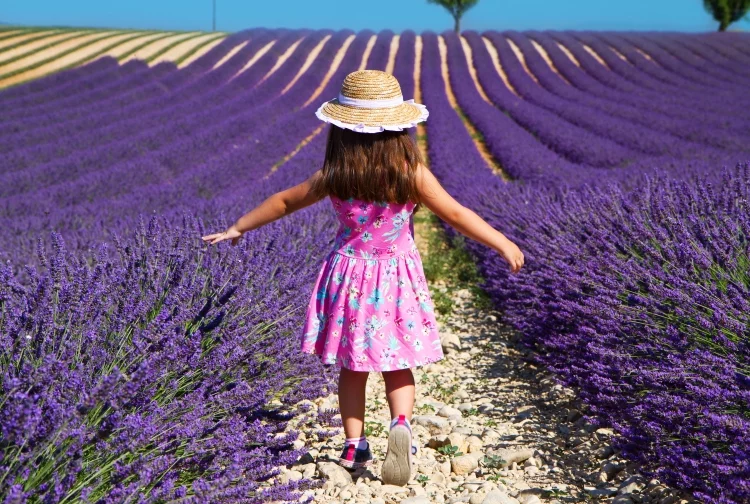 Baby Girl in pink dress walking in Beautiful lavender field