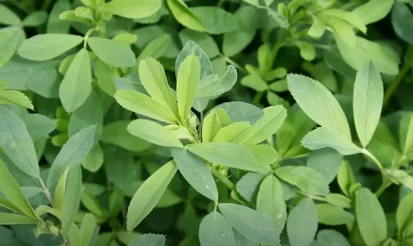 Alfalfa: Uses, Benefits, Warnings, Recipes, All You Need to Know