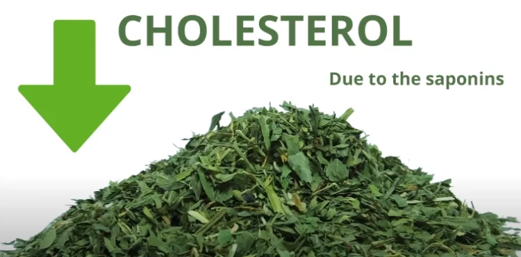 Alfalfa Helps to Lower Cholesterol