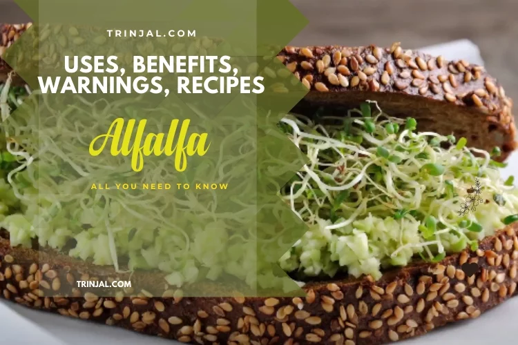 Alfalfa: Uses, Benefits, Warnings, Recipes, All You Need to Know