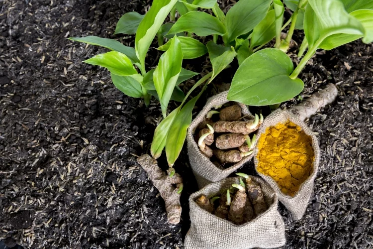 How to Grow Turmeric Root Step-by-Step