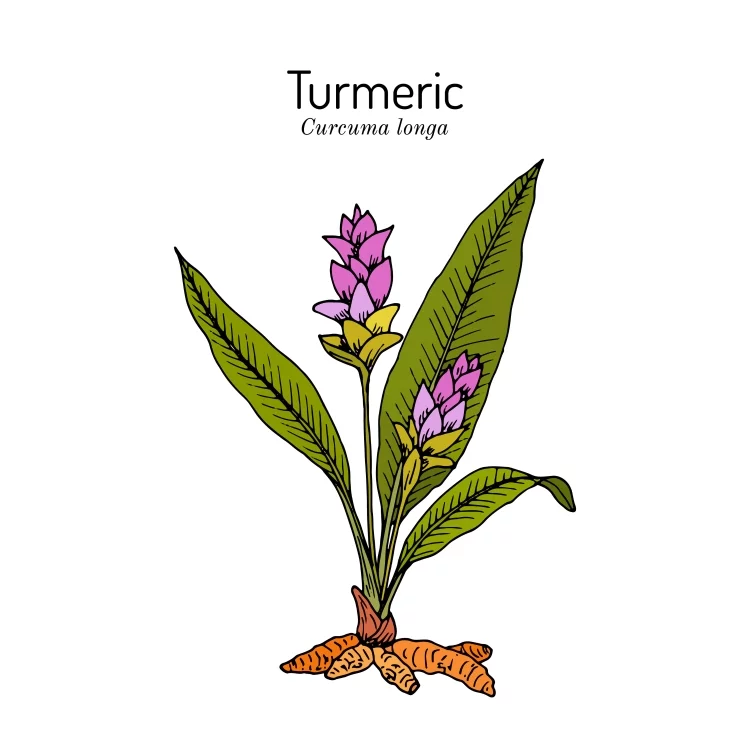What is Turmeric Root - The Golden Spice
