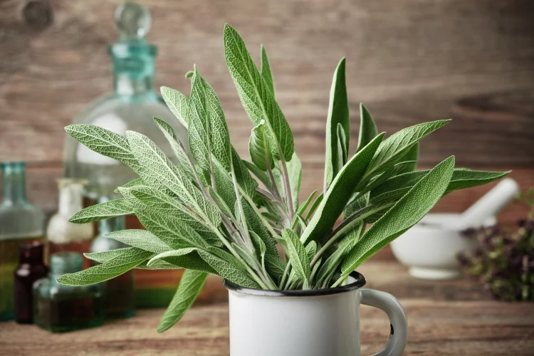 6 Best Herbs to Grow Indoors – For a Chefs Garden