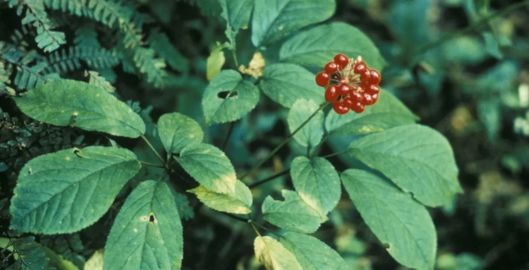 American Ginseng: Uses, Benefits, Warnings, Recipes, and Information