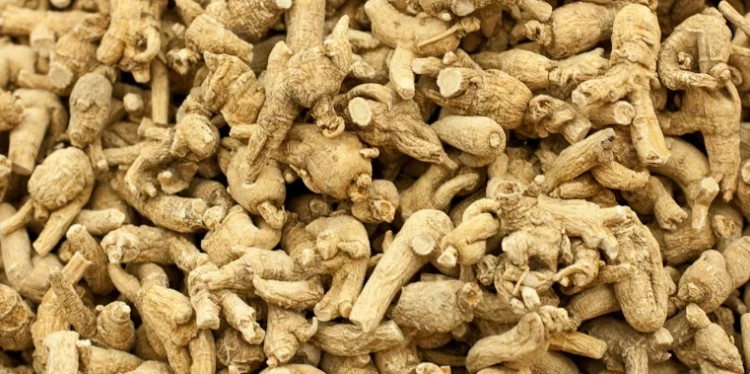 American Ginseng: Uses, Benefits, Warnings, Recipes, and Information