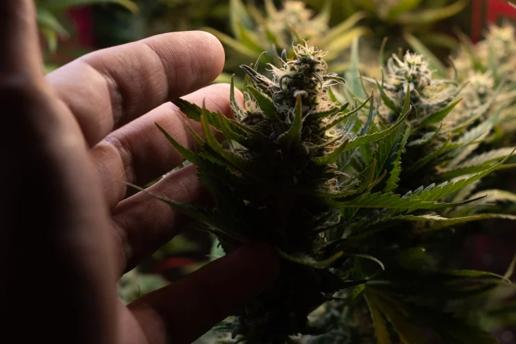 Harvest Your Cannabis Buds When They're Ready